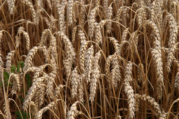 Goldene Ähre Auf Dem Feld — Stockfoto