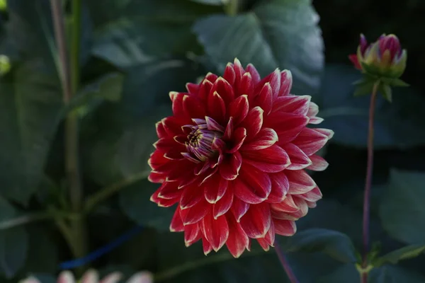 Μεμονωμένο Φυσικό Λουλούδι Dahlia Πράσινο Φόντο — Φωτογραφία Αρχείου