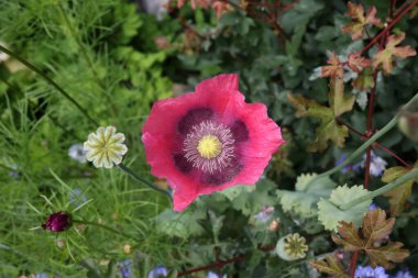 Yazın başında güneş ışığında kırmızı haşhaş. Yakın plan.