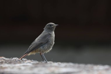 Redstart evin çatısında oturuyor..