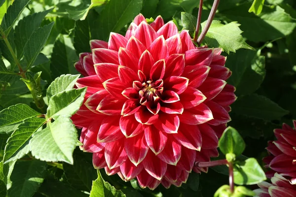 Fleur Dahlia Naturelle Isolée Sur Fond Vert — Photo