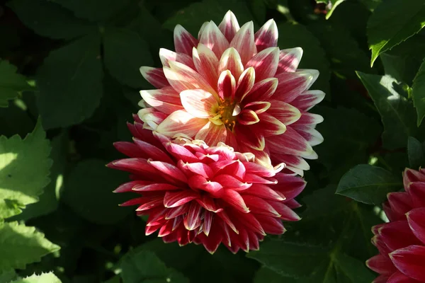 Fleur Dahlia Naturelle Isolée Sur Fond Vert — Photo