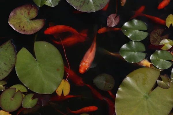 庭の池で美しい金魚が泳ぐ — ストック写真