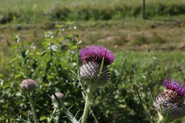 Nahaufnahme Einer Schönen Rosa Distelblume — Stockfoto