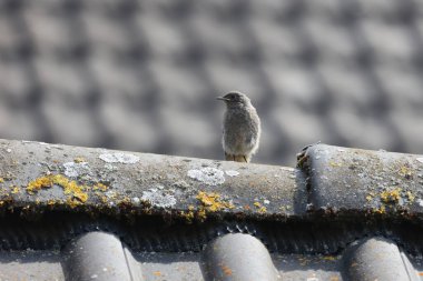 Redstart evin çatısında oturuyor..