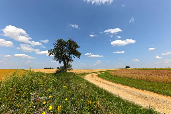 Sommarlandskap Med Åkrar Och Väg — Stockfoto