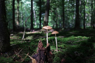 Ormanda yeşil yosunlu mantarlar.