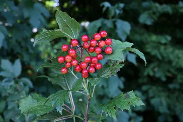 Bagas Vermelhas Floresta Nos Ramos Uma Árvore — Fotografia de Stock