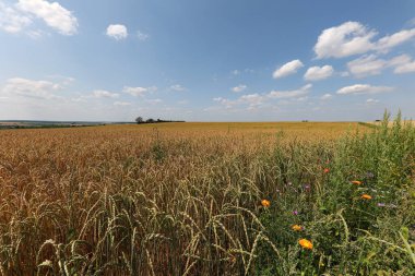 Tarlada altın buğday kulağı.