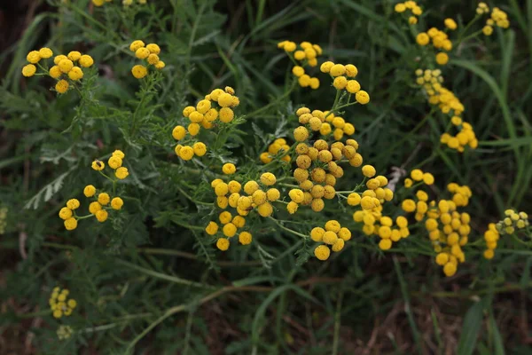 Vanlig Tansy Gula Blommor Blommande Växt Tansy — Stockfoto