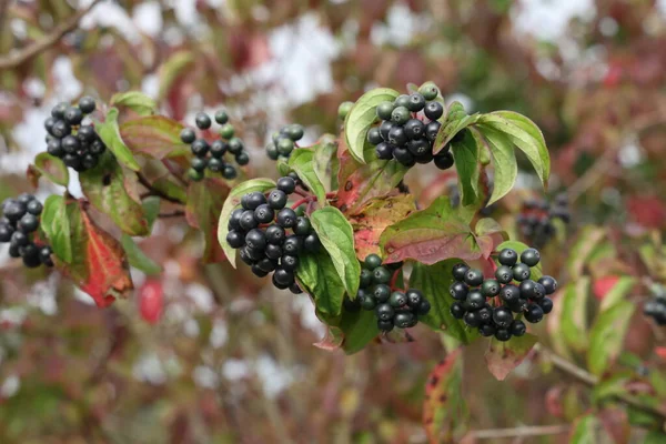 Zwarte Bessen Rijpen Struiken Het Bos — Stockfoto