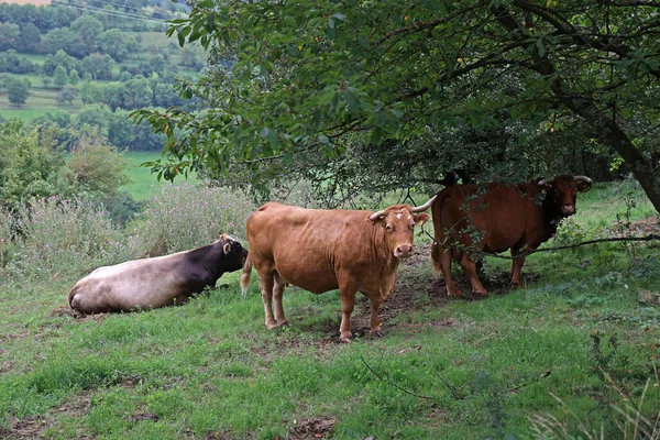 Krowy Wypasają Się Spokojnie Zielonej Łące — Zdjęcie stockowe