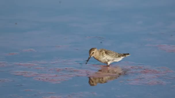 Bécasse à la recherche de nourriture dans un lac salé — Video