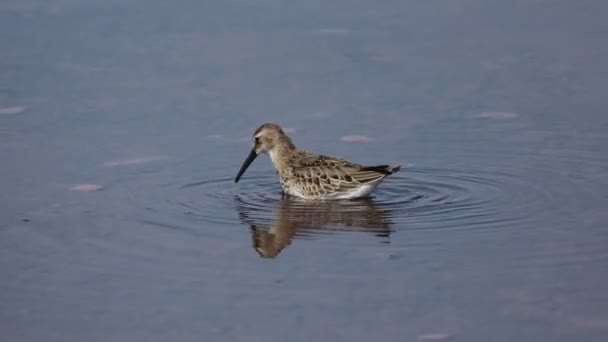 Bécasse à la recherche de nourriture dans un lac salé — Video