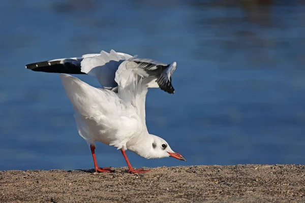 Révérance d'une mouette à un photographe — Photo