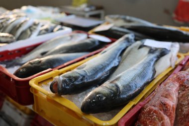 Hırvatistan 'da bir balık pazarında farklı deniz balıkları