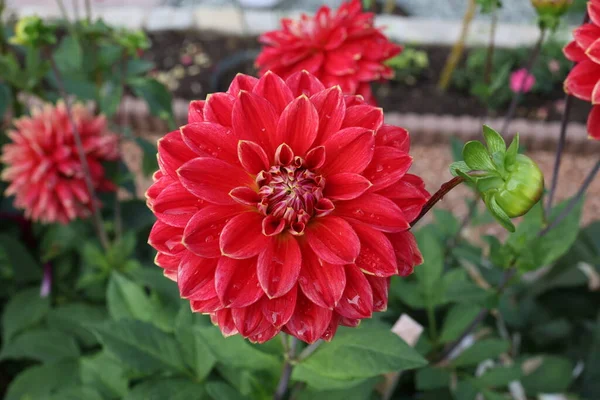 Fleur Dahlia Naturelle Isolée Sur Fond Vert — Photo