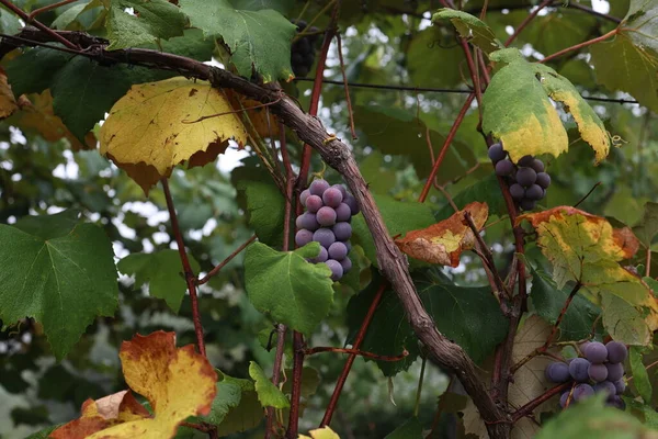 Gros Plan Grappes Raisins Cuve Mûrs Sur Vigne — Photo