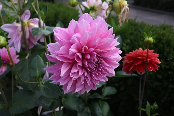 Fleur Dahlia Naturelle Isolée Sur Fond Vert — Photo