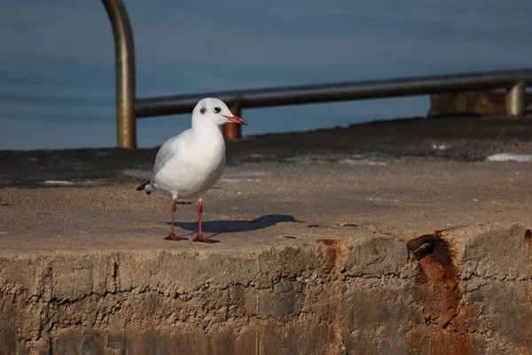 Mouette Assoit Sur Rivage Matin — Photo