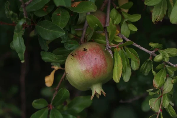 Grenade Mûrit Sur Arbre Été — Photo