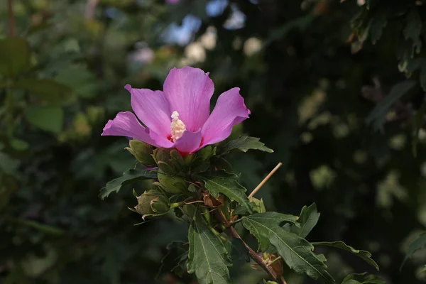 ハイビスカスのシリアカスの紫色の花の終わり — ストック写真
