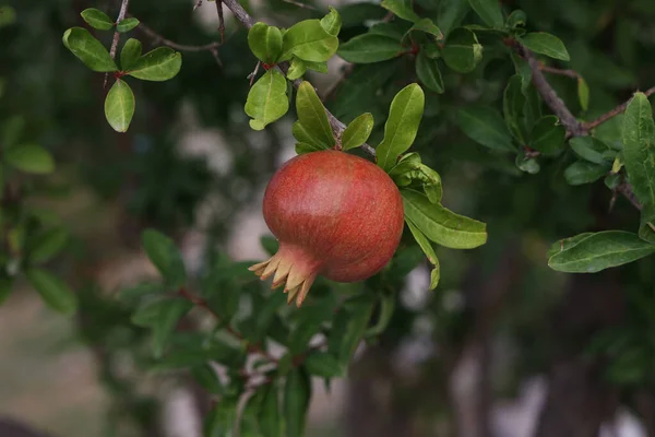 Granatapfelfrüchte Reifen Sommer Baum — Stockfoto