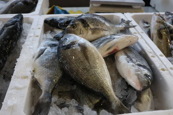 Peixe Marinho Diferente Num Mercado Peixe Croácia — Fotografia de Stock