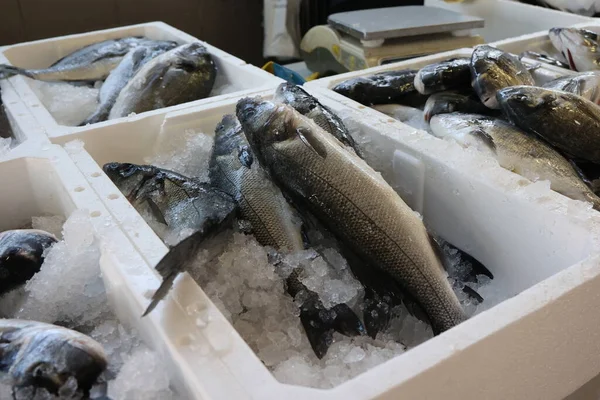 Peixe Marinho Diferente Num Mercado Peixe Croácia — Fotografia de Stock