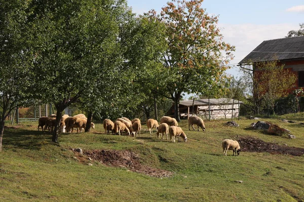 Una Mandria Pecore Bianche Pascola Pascolo Recintato — Foto Stock