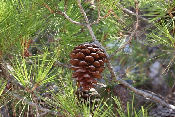 Pine Branch Needles Old Cones — Stock Photo, Image