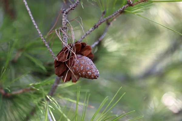 Branche Pin Avec Aiguilles Vieux Cônes — Photo