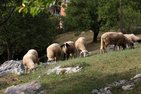 Een Kudde Witte Schapen Graast Een Omheind Weiland — Stockfoto