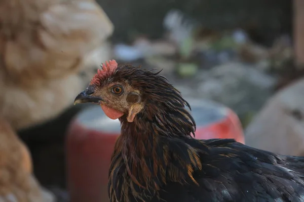 Găini Domestice Curtea Fermei — Fotografie, imagine de stoc