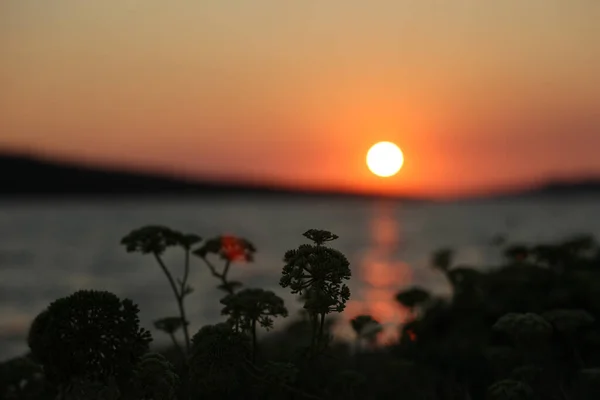 Hırvatistan Güzel Yaz Günbatımı — Stok fotoğraf