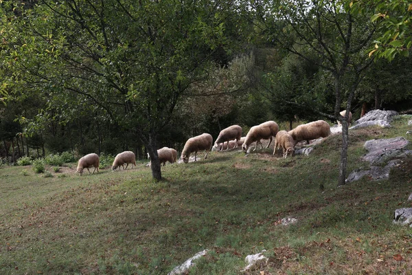 Una Mandria Pecore Bianche Pascola Pascolo Recintato — Foto Stock