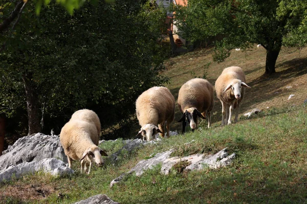 Een Kudde Witte Schapen Graast Een Omheind Weiland — Stockfoto