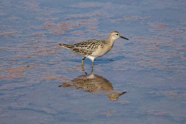 Woodcock in search of food in a salt lake.