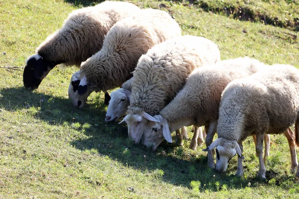 Una Manada Ovejas Blancas Pastan Pasto Cercado —  Fotos de Stock