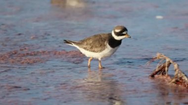 Charadrius dubius yiyecek aramak için sığ sularda yürür.
