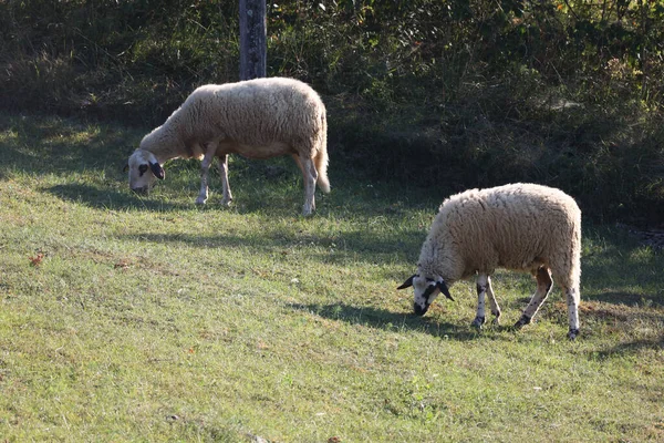 柵のある牧草地に白い羊の群れが放牧されている — ストック写真