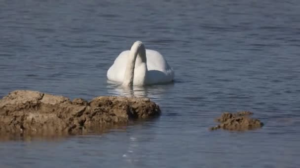Biały łabędź na jeziorze szuka pożywienia. — Wideo stockowe