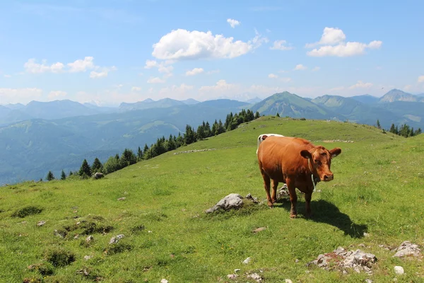 Vaches alpines dans les prairies — Photo