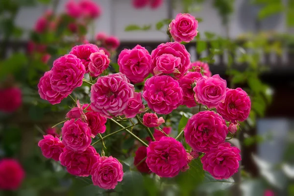 Red roses — Stock Photo, Image