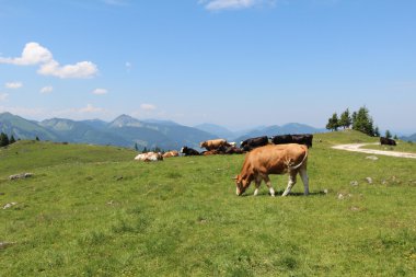 çayırlar üzerinde Alp inekler