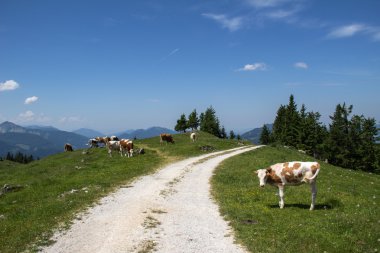 schafberg, Avusturya Alplerinde