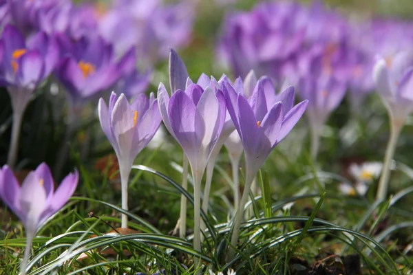 Crocuses — Stock Photo, Image