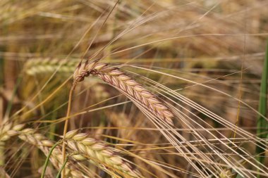 Hasat / güzel kulaklar