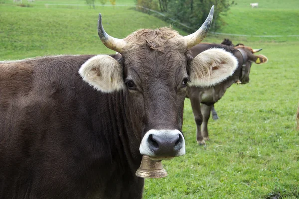 Les vaches paissent dans le pâturage — Photo