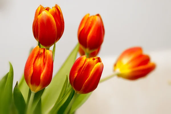 Tulips — Stock Photo, Image